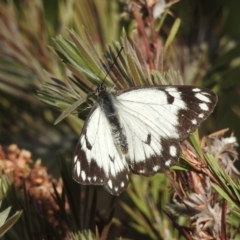 Belenois java at Burradoo, NSW - suppressed