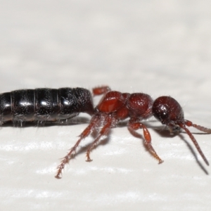 Tiphiidae (family) at Evatt, ACT - 12 Oct 2022