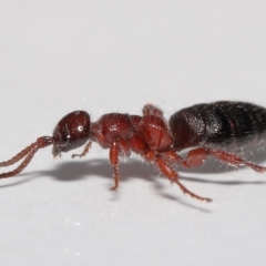 Tiphiidae (family) at Evatt, ACT - 12 Oct 2022