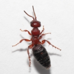 Tiphiidae (family) at Evatt, ACT - 12 Oct 2022