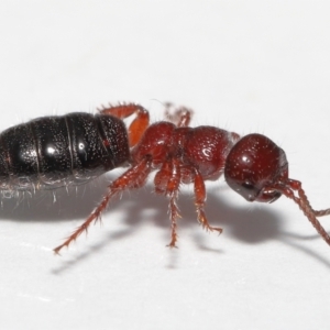 Tiphiidae (family) at Evatt, ACT - 12 Oct 2022