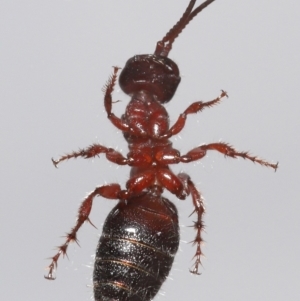 Tiphiidae sp. (family) at Evatt, ACT - 12 Oct 2022