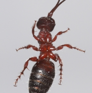 Tiphiidae (family) at Evatt, ACT - 12 Oct 2022