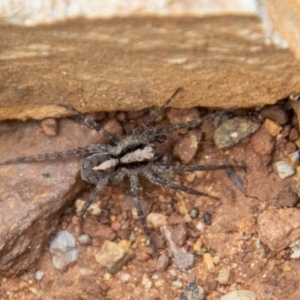 Artoria sp. (genus) at Paddys River, ACT - 12 Oct 2022 02:28 PM