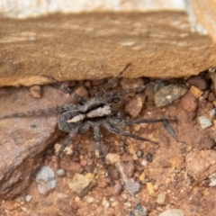 Artoria sp. (genus) (Unidentified Artoria wolf spider) at Paddys River, ACT - 12 Oct 2022 by SWishart