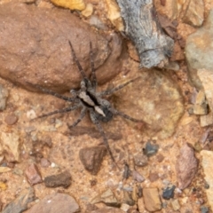 Artoria sp. (genus) at Paddys River, ACT - 12 Oct 2022 02:28 PM