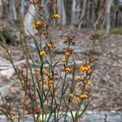 Daviesia leptophylla (Slender Bitter Pea) at Rye Park, NSW - 17 Oct 2022 by mainsprite