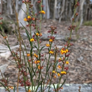 Daviesia leptophylla at Rye Park, NSW - 17 Oct 2022