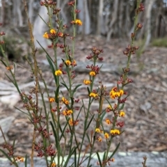 Daviesia leptophylla (Slender Bitter Pea) at Rye Park, NSW - 16 Oct 2022 by mainsprite