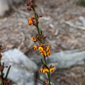 Daviesia leptophylla at Rye Park, NSW - 17 Oct 2022