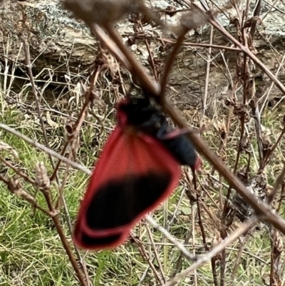 Scoliacma bicolora (Red Footman) at Googong Foreshore - 16 Oct 2022 by Bugologist