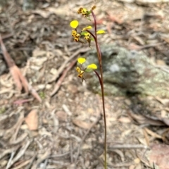 Diuris pardina (Leopard Doubletail) at Wanna Wanna Nature Reserve - 15 Oct 2022 by KMcCue