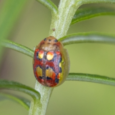 Paropsisterna nobilitata (Leaf beetle, Button beetle) at Tidbinbilla Nature Reserve - 11 Oct 2022 by SWishart