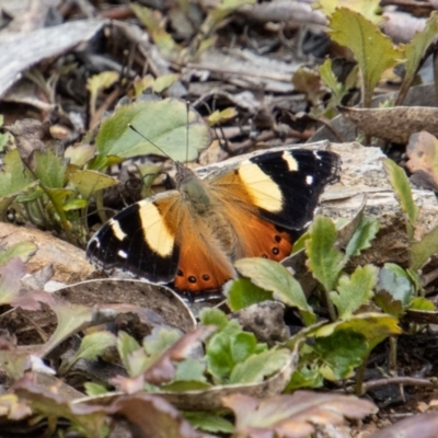 Vanessa itea (Yellow Admiral) at Tidbinbilla Nature Reserve - 12 Oct 2022 by SWishart