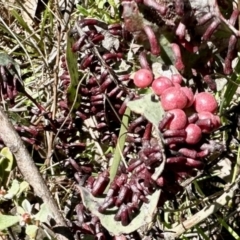 Apiomorpha sp. (genus) (A gall forming scale) at Stony Creek Nature Reserve - 15 Oct 2022 by KMcCue