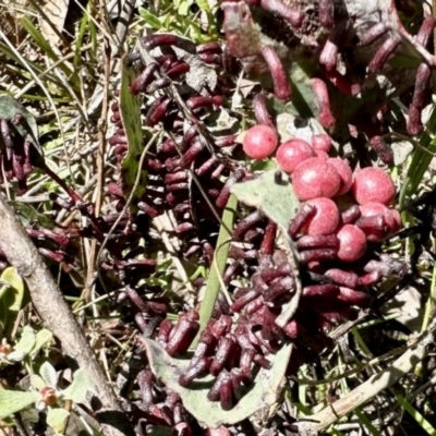 Apiomorpha sp. (genus) (A gall forming scale) at Carwoola, NSW - 15 Oct 2022 by KMcCue