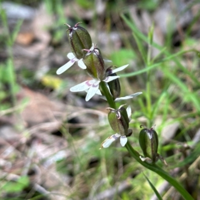 Wurmbea dioica subsp. dioica (Early Nancy) at Carwoola, NSW - 15 Oct 2022 by KMcCue