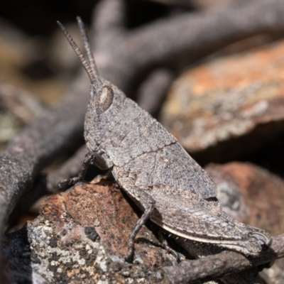 Goniaea opomaloides (Mimetic Gumleaf Grasshopper) at Cotter River, ACT - 15 Oct 2022 by patrickcox