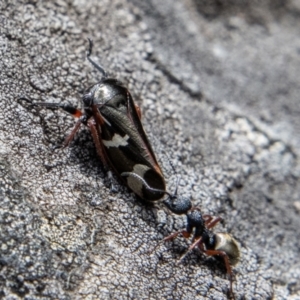 Eurypella tasmaniensis at Cotter River, ACT - 12 Oct 2022