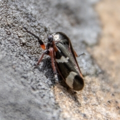 Eurypella tasmaniensis at Cotter River, ACT - 12 Oct 2022