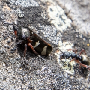 Eurypella tasmaniensis at Cotter River, ACT - 12 Oct 2022