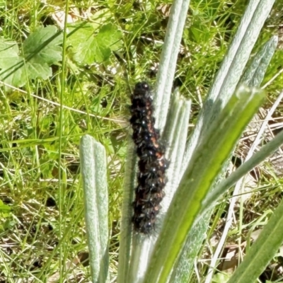 Arctiinae (subfamily) (A Tiger Moth or Woolly Bear) at Stony Creek Nature Reserve - 14 Oct 2022 by KMcCue