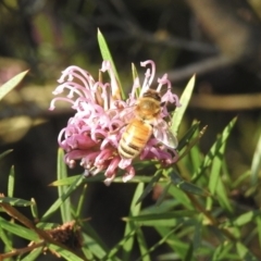 Apis mellifera (European honey bee) at Burradoo, NSW - 14 Oct 2022 by GlossyGal