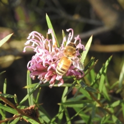 Apis mellifera (European honey bee) at Wingecarribee Local Government Area - 14 Oct 2022 by GlossyGal