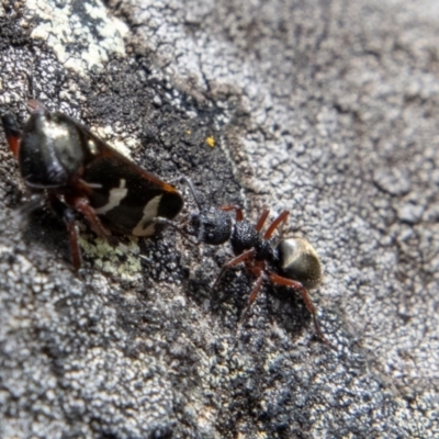 Dolichoderus scabridus (Dolly ant) at Cotter River, ACT - 12 Oct 2022 by SWishart