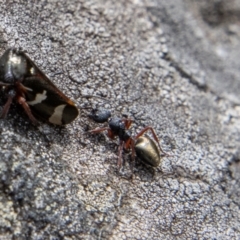 Dolichoderus scabridus at Cotter River, ACT - 12 Oct 2022