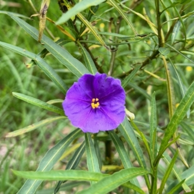 Solanum linearifolium (Kangaroo Apple) at Aranda, ACT - 13 Oct 2022 by KMcCue