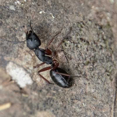 Unidentified Ant (Hymenoptera, Formicidae) at Cotter River, ACT - 12 Oct 2022 by SWishart
