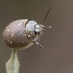 Paropsis aegrota (Eucalyptus Tortoise Beetle) at Paddys River, ACT - 12 Oct 2022 by SWishart