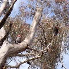 Callocephalon fimbriatum (Gang-gang Cockatoo) at Cook, ACT - 26 Sep 2022 by CathB