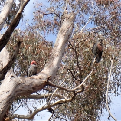 Callocephalon fimbriatum (Gang-gang Cockatoo) at Cook, ACT - 26 Sep 2022 by CathB