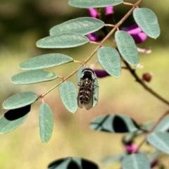 Melangyna viridiceps (Hover fly) at Carwoola, NSW - 15 Oct 2022 by KMcCue