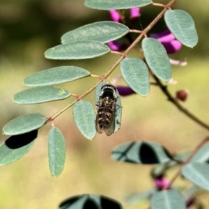 Melangyna viridiceps at Carwoola, NSW - 15 Oct 2022 09:19 AM