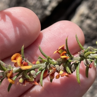 Mirbelia pungens (Prickly Mirbelia) at Tharwa, ACT - 16 Oct 2022 by HaukeKoch