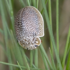 Paropsis (paropsine) genus-group (Unidentified 'paropsine' leaf beetle) at Paddys River, ACT - 12 Oct 2022 by SWishart