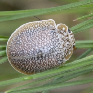 Paropsis (paropsine) genus-group at Paddys River, ACT - 12 Oct 2022