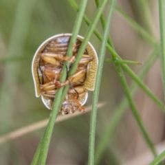 Paropsis (paropsine) genus-group at Paddys River, ACT - 12 Oct 2022