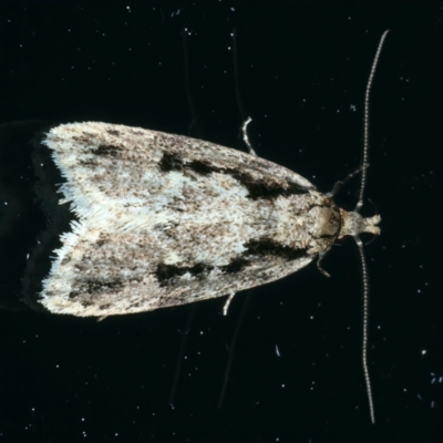 Barea bathrochorda (A Concealer moth (Barea group) at Ainslie, ACT - 14 Oct 2022 by jb2602