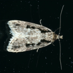 Barea bathrochorda (A Concealer moth) at Ainslie, ACT - 14 Oct 2022 by jb2602
