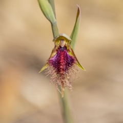 Calochilus platychilus (Purple Beard Orchid) at Black Mountain - 17 Oct 2022 by RangerRiley