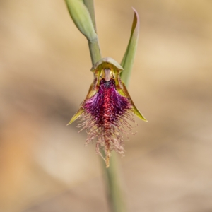 Calochilus platychilus at Molonglo Valley, ACT - suppressed