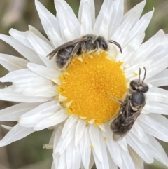 Lasioglossum (Chilalictus) lanarium (Halictid bee) at Watson, ACT - 17 Oct 2022 by Steve_Bok