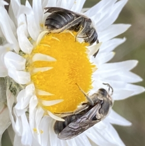 Lasioglossum (Chilalictus) lanarium at Watson, ACT - 17 Oct 2022 01:44 PM