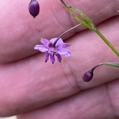 Arthropodium minus (Small Vanilla Lily) at Watson, ACT - 17 Oct 2022 by Steve_Bok