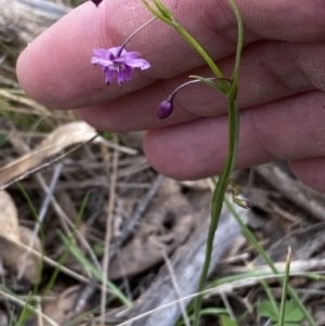 Arthropodium minus at Watson, ACT - 17 Oct 2022