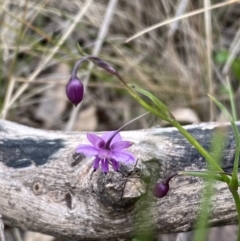 Arthropodium minus at Watson, ACT - 17 Oct 2022 01:10 PM